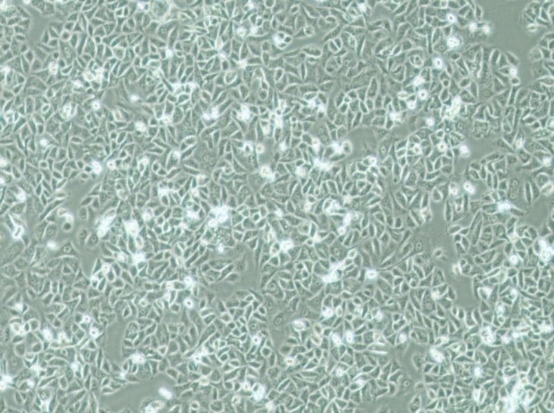 G-401 Cell Complete Medium-searchlist-1