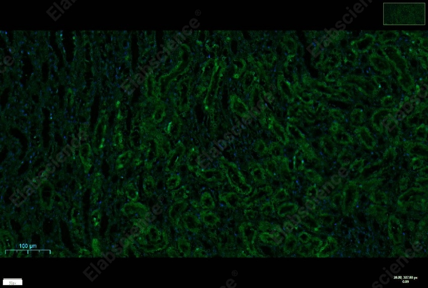 Recombinant NQO1 Monoclonal Antibody - 8