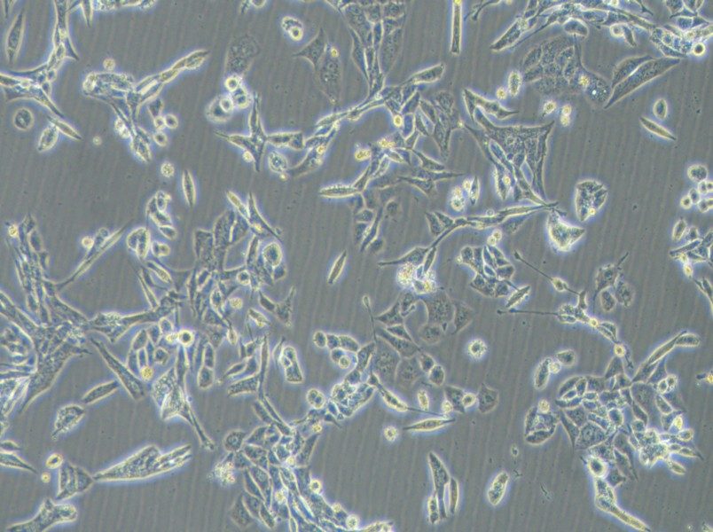 NCI-H446 [H446] Cell Complete Medium-searchlist-1