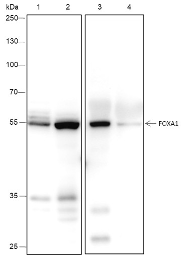 Recombinant FOXA1 Monoclonal Antibody-searchlist-1