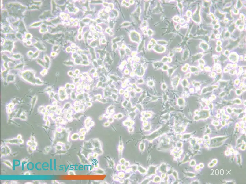 RAG Cell Complete Medium - 4