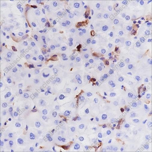 Recombinant HLA-DRA Monoclonal Antibody - 1
