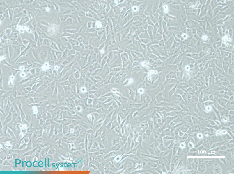AC16 Cell Complete Medium - 2