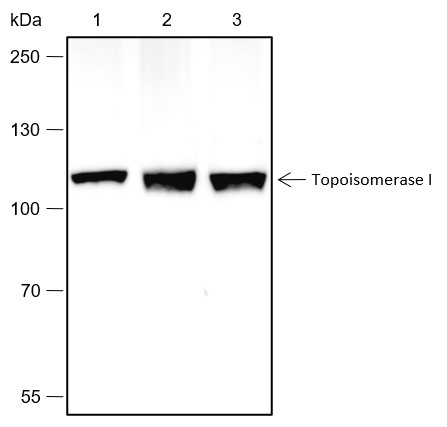 Recombinant Topoisomerase I Monoclonal Antibody-searchlist-1