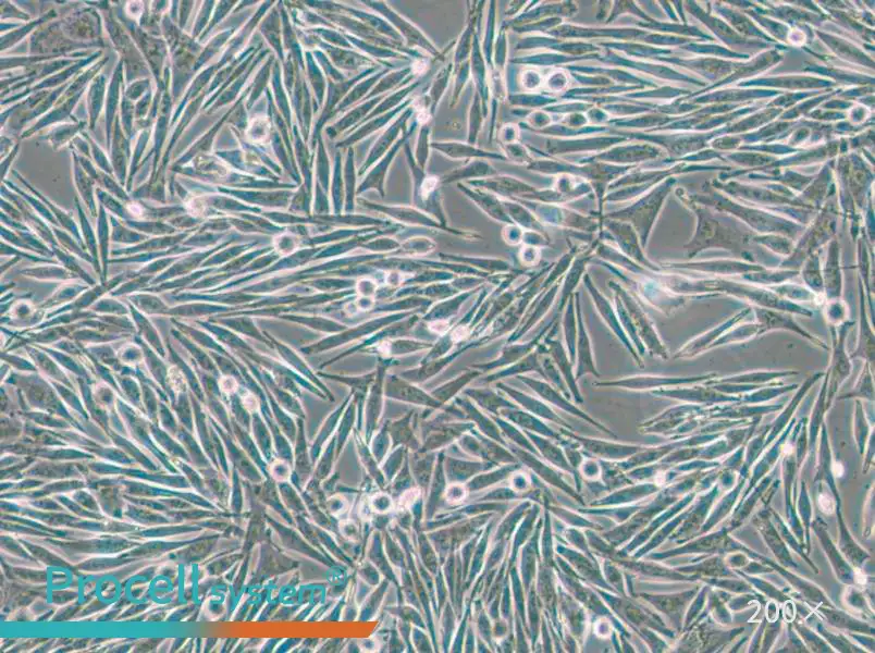 MEL270 Cell Complete Medium - 6
