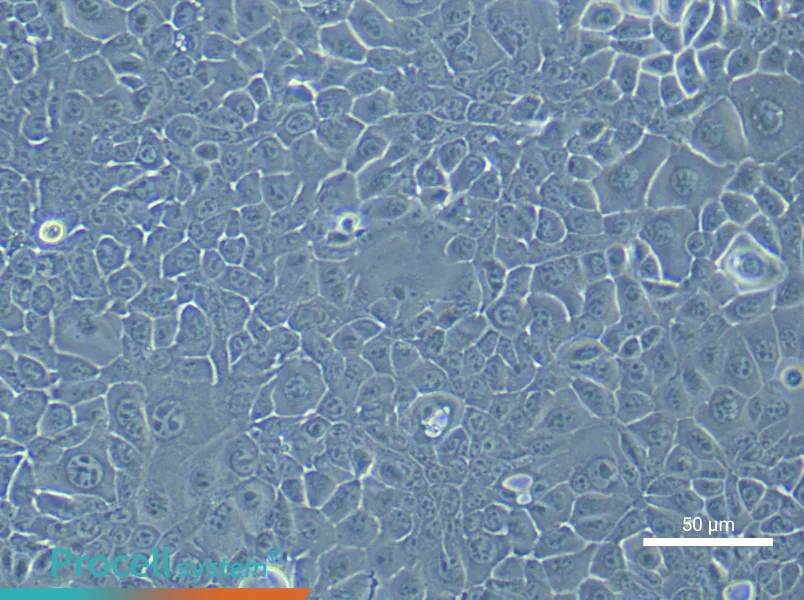 Mouse Colonic Mucosal Epithelial Cells (Primary cell immortalization) - 6