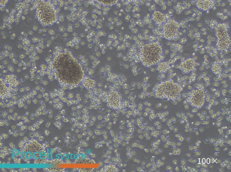YAC-1 Cell Complete Medium - 2