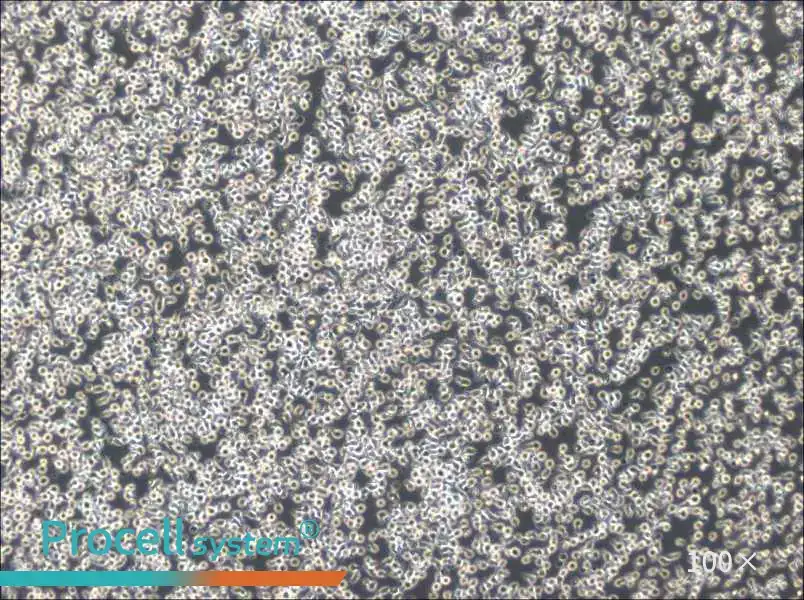 TOLEDO Cell Complete Medium - 1