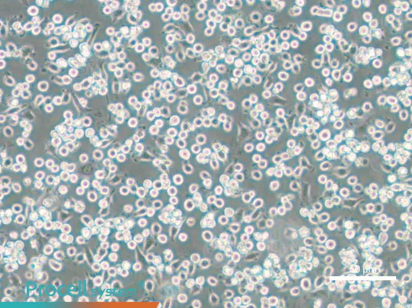 NCTC 1469 Cell Complete Medium - small - 6