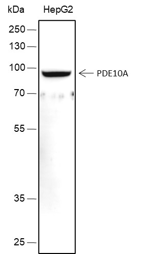 Recombinant PDE10A Monoclonal Antibody-searchlist-1