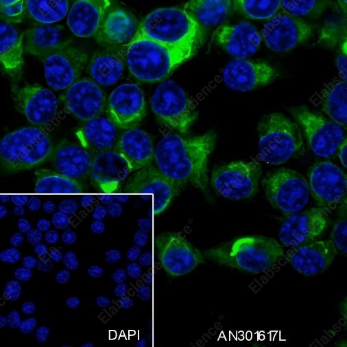Recombinant PAK3 Monoclonal Antibody - 3