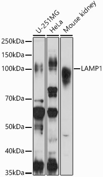 Western blot analysis of extracts of various cell lines using LAMP1  Polyclonal Antibody at 1:1000 dilution.