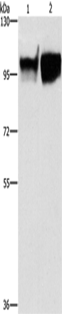 Western Blot analysis of Hela and raji cell using CD54 Polyclonal Antibody at dilution of 1:350