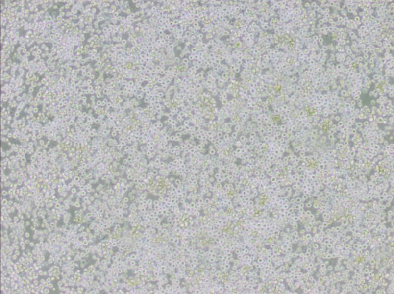 AE-2 Cell Complete Medium-searchlist-1