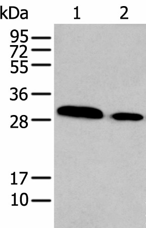 Western blot analysis of TM4 and NIH/3T3 cell lysates  using HOXC9 Polyclonal Antibody at dilution of 1:350