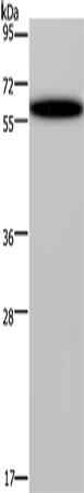 Western Blot analysis of Hela cell using DDX19B Polyclonal Antibody at dilution of 1:400