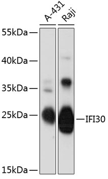 Western blot analysis of extracts of various cell lines using IFI30 Polyclonal Antibody at 1:3000 dilution.