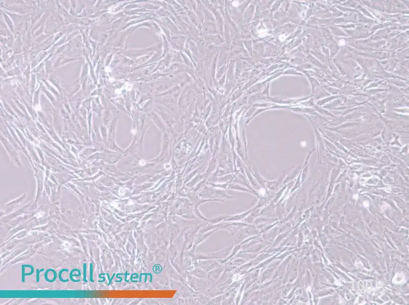 MC3T3-E1 Subclone 24 Cell Complete Medium - 3