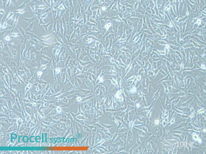 MG-63 Cell Complete Medium - 3