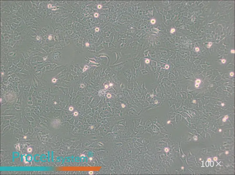 HMC3 Cell Complete Medium - 3