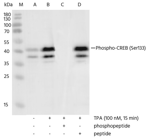 Recombinant Phospho-CREB (Ser133) Monoclonal Antibody - small - 6