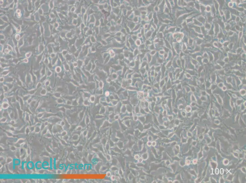 B16-F10 Cell Complete Medium - 3