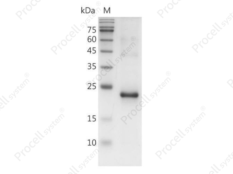 LIF, Mouse, Recombinant