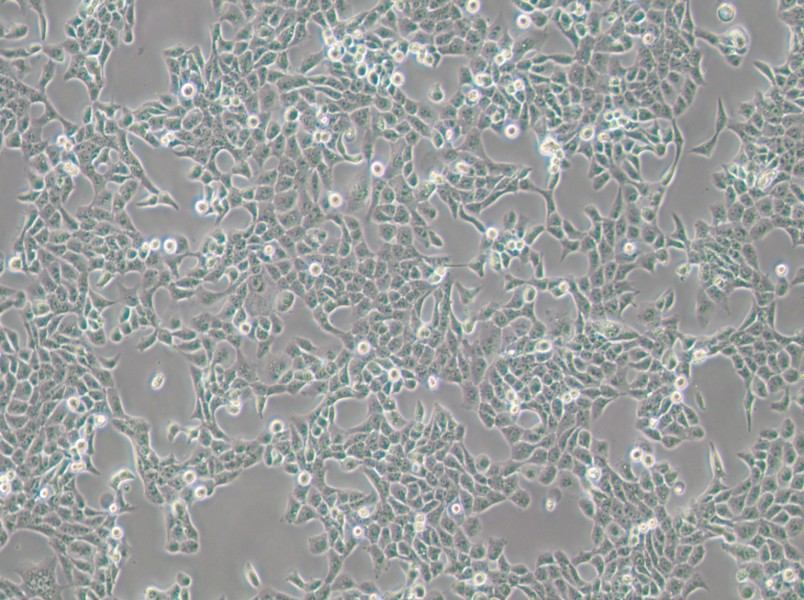 CAL 27 Cell Complete Medium - 2