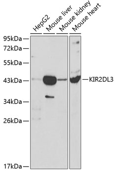 Western blot analysis of extracts of various cell lines using KIR2DL3 Polyclonal Antibody at dilution of 1:1000.