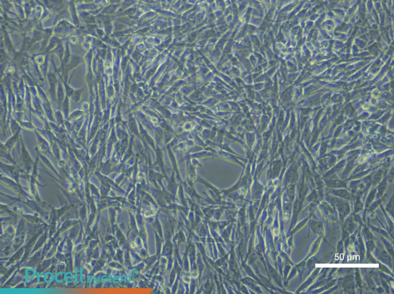 Rat Tendon Stem Cell Complete Medium - small - 5