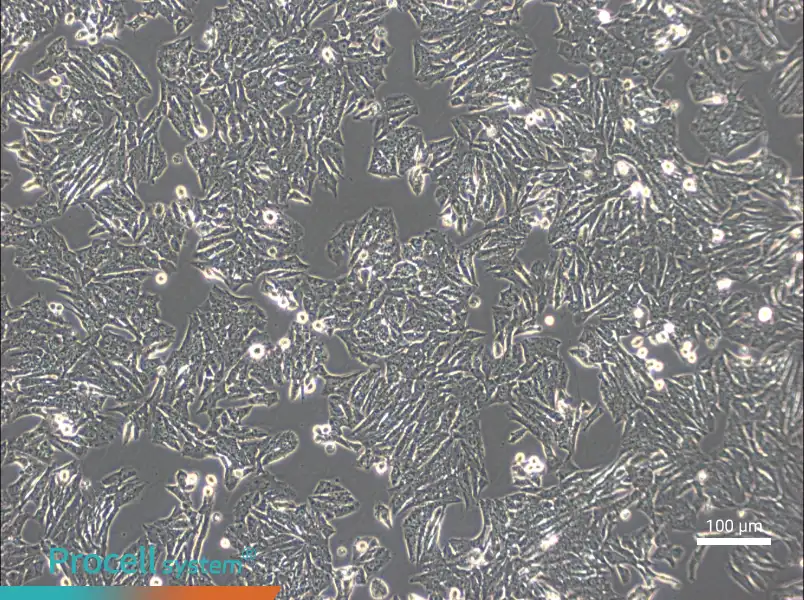 Y1 [Y-1] Cell Complete Medium - 3