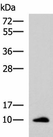 Western blot analysis of Human ileum tissue lysate  using CCL13 Polyclonal Antibody at dilution of 1:700