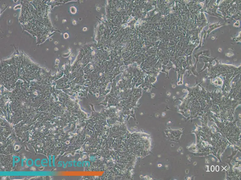 IM95m Cell Complete MediumIM95m Cell Complete Medium - 3