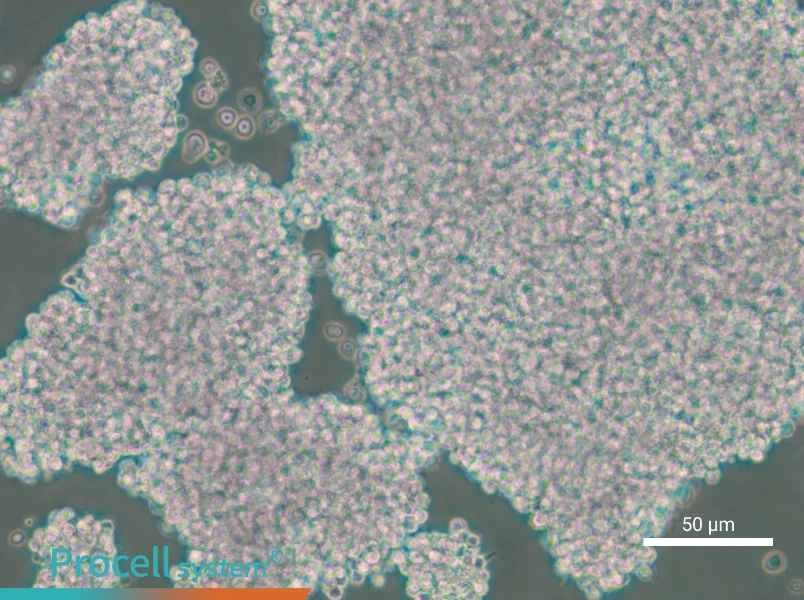 NCI-H1417 - 6