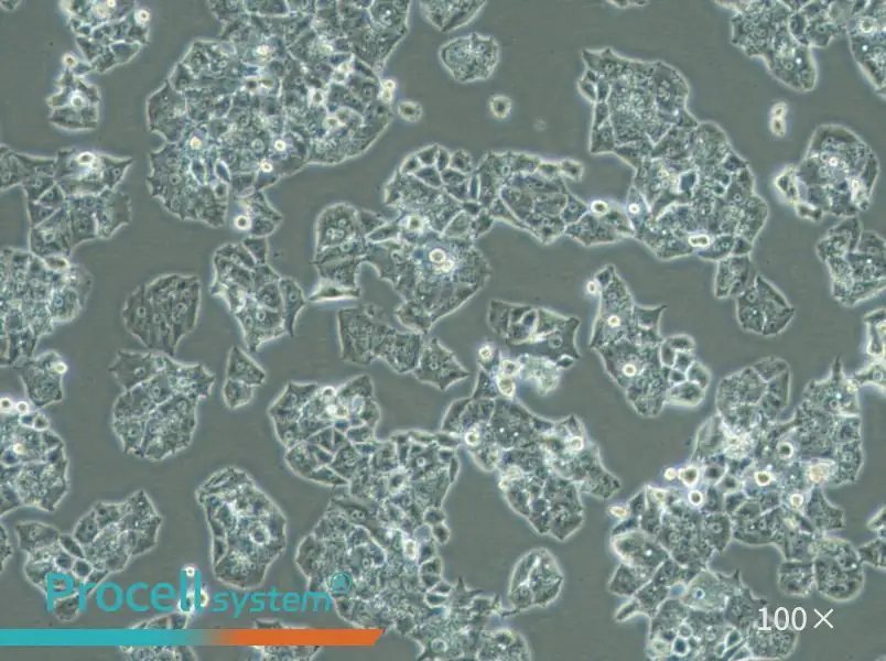NCI-H1395 Cell Complete Medium - 1