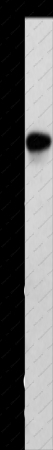 TRAF3IP1 Polyclonal Antibody - 1
