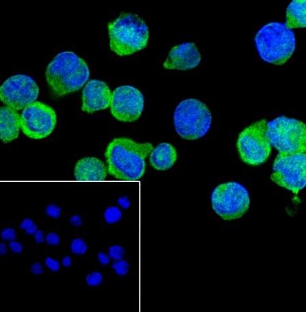 Recombinant TMS1/ASC Monoclonal Antibody - small - 5