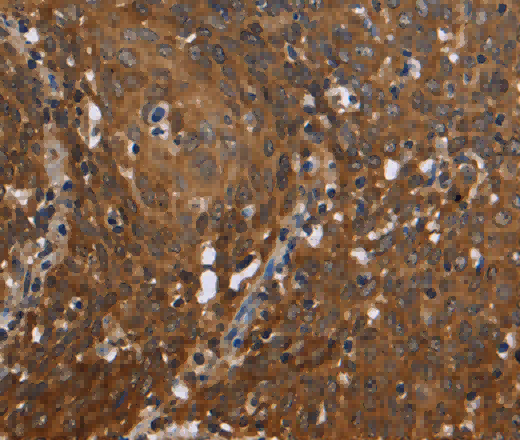 c-Rel Polyclonal Antibody - 2