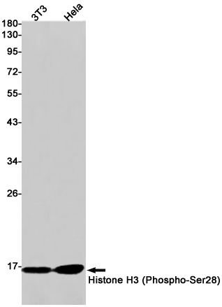 Recombinant Phospho-Histone H3 (Ser28) Monoclonal Antibody - 1