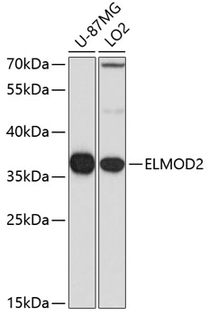 Western blot analysis of extracts of various cell lines using ELMOD2 Polyclonal Antibody at dilution of 1:1000.