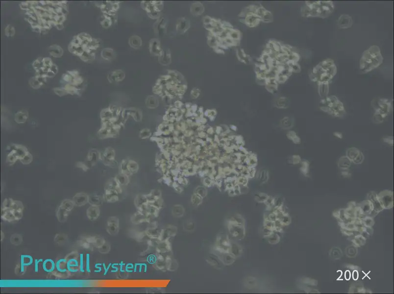 Jiyoye Cell Complete Medium - 4