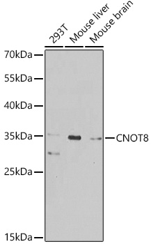 Western blot analysis of extracts of various cell lines using CNOT8 Polyclonal Antibody at 1:1000 dilution.