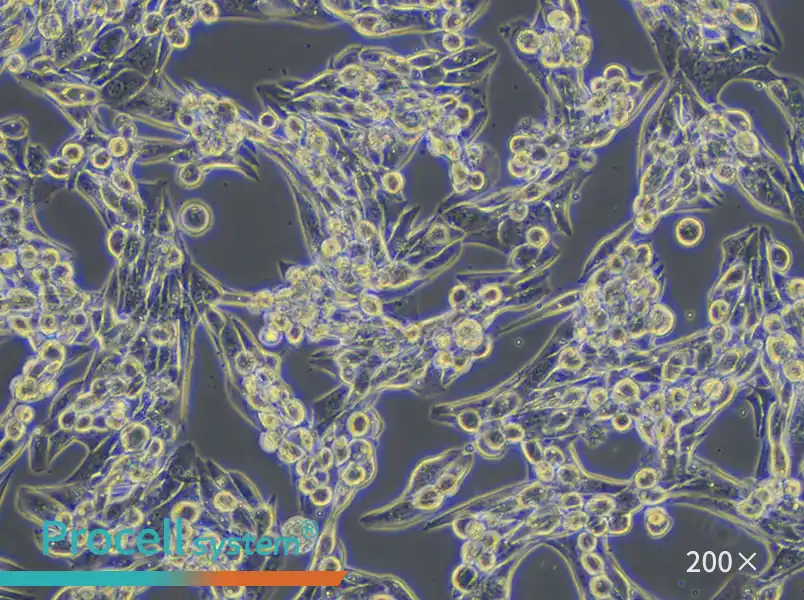 MLTC-1 Cell Complete Medium - small - 6