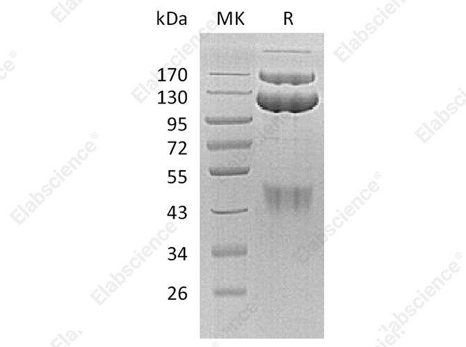 Recombinant Human HGFR/c-MET Protein (Fc Tag) - 1