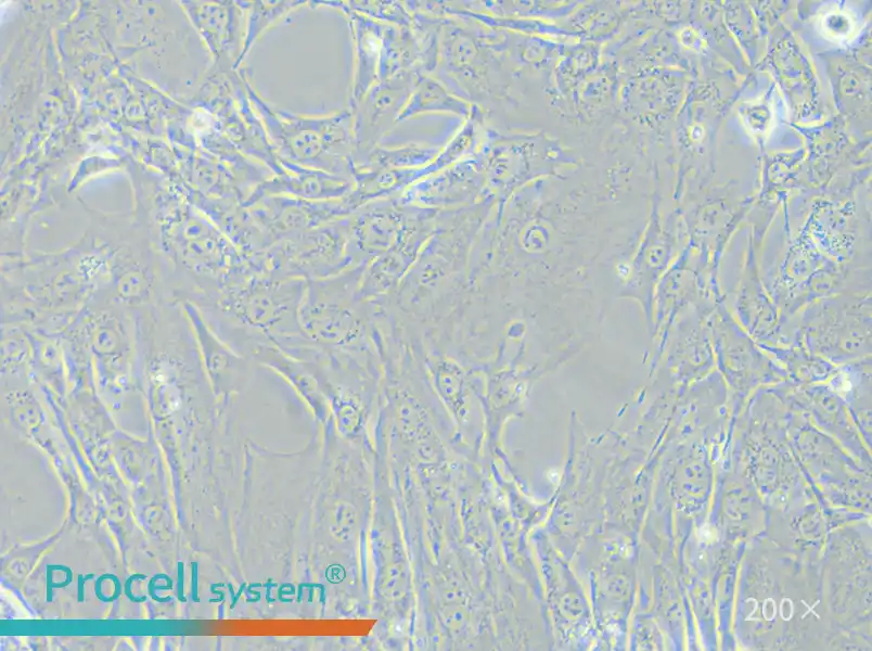 3T3-L1 Cell Complete Medium - small - 4