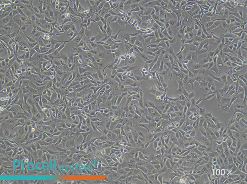 MDBK [NBL-1] Cell Complete Medium - 1