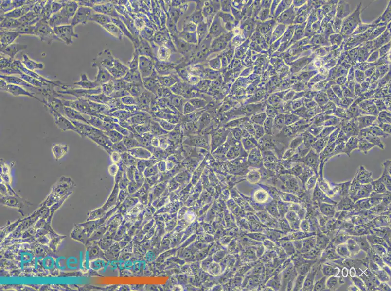 TM3 Cell Complete Medium - small - 5