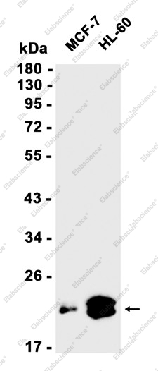 Recombinant ATF3 Monoclonal Antibody - 1