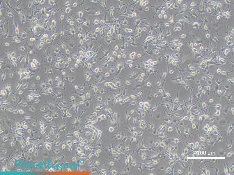 C8-B4 Cell Complete MediumC8-B4 Cell Complete Medium - 1