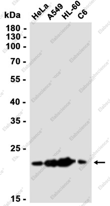 Recombinant HMG4 Monoclonal Antibody - 2